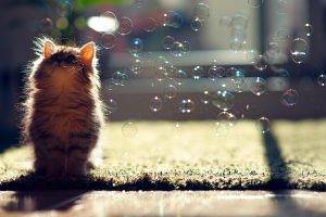 cat, Ben Torode, Bubbles, Animals, Kittens
