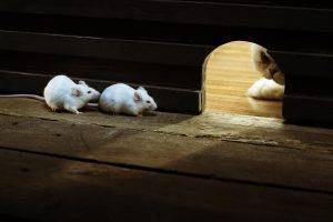 nature, Animals, Cat, Mice, Wood, Wooden Surface, Waiting, White
