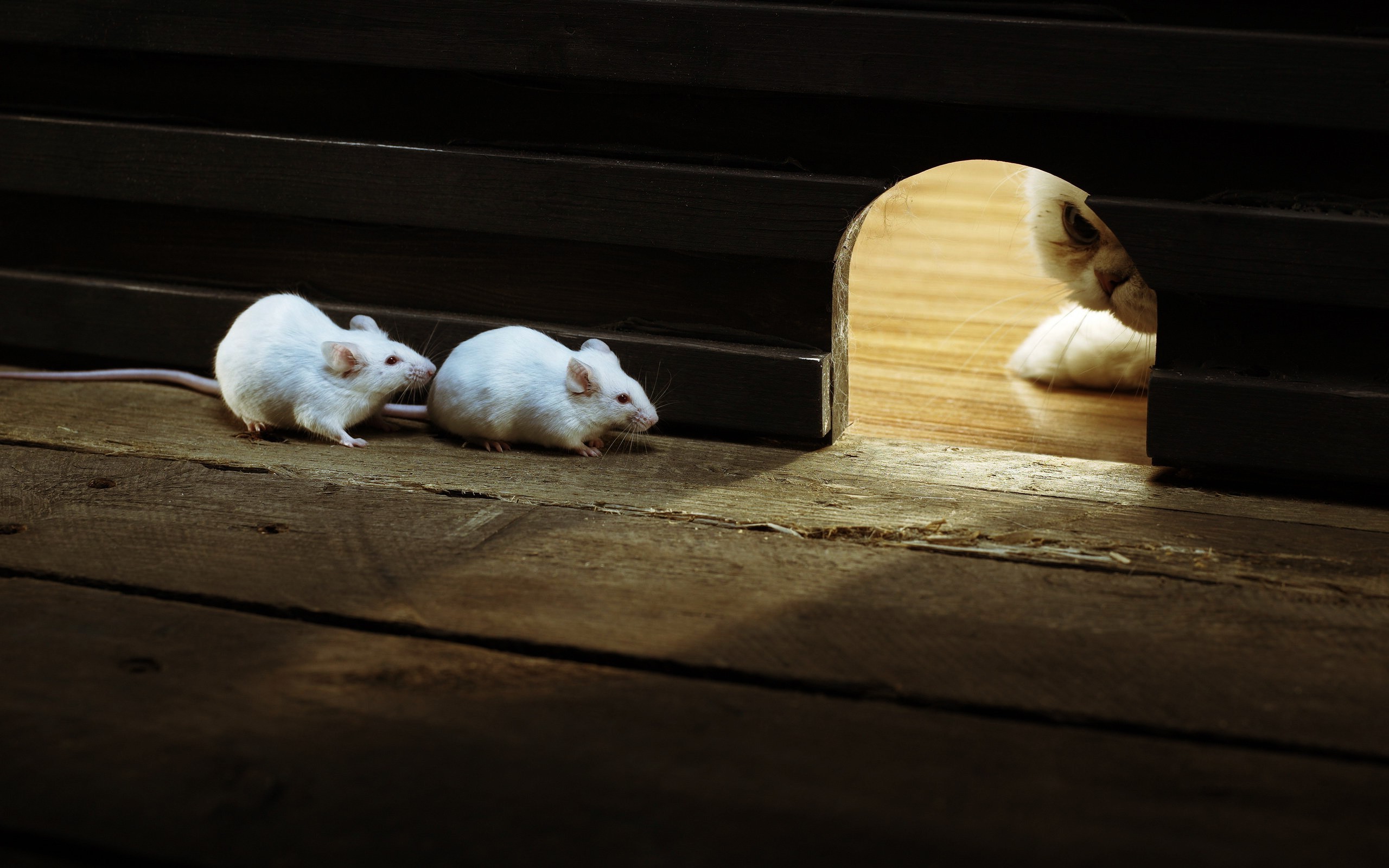 nature, Animals, Cat, Mice, Wood, Wooden Surface, Waiting, White Wallpaper