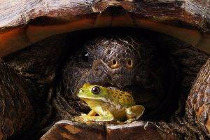 nature, Animals, Turtle, Frog, Eyes, Closeup, Amphibian