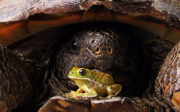 nature, Animals, Turtle, Frog, Eyes, Closeup, Amphibian HD Wallpaper Desktop Background
