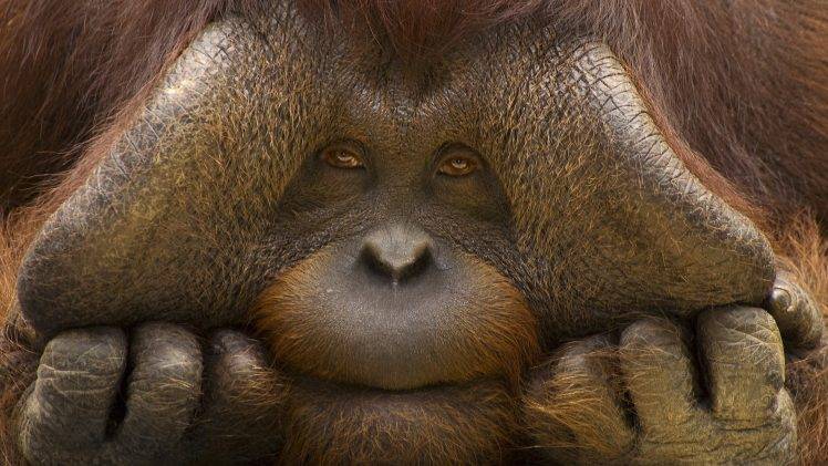 nature, Animals, Orangutans, Face, Sad, Eyes, Hand, Muzzles, Closeup  Wallpapers HD / Desktop and Mobile Backgrounds