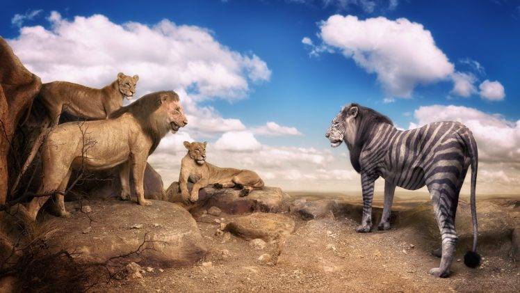 nature, Animals, Digital Art, Photo Manipulation, Humor, Lion, Zebras, Rock, Trees, Clouds, Laughing HD Wallpaper Desktop Background