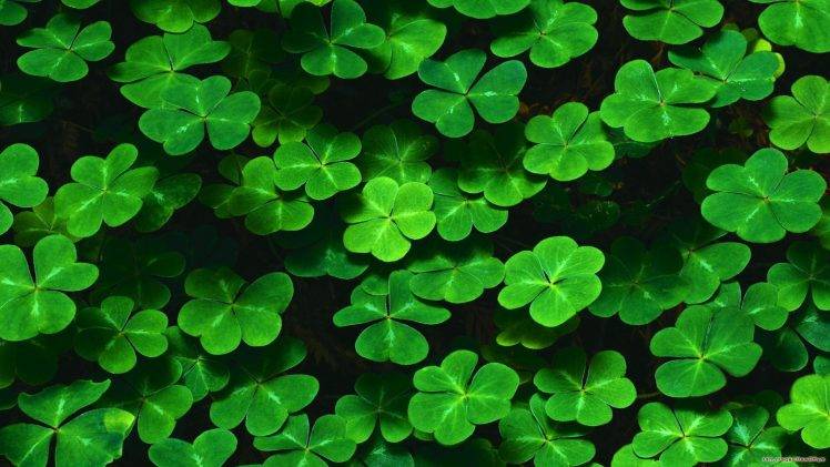 nature, Green, Leaves, Plants, Shamrock, Clovers, Pattern HD Wallpaper Desktop Background