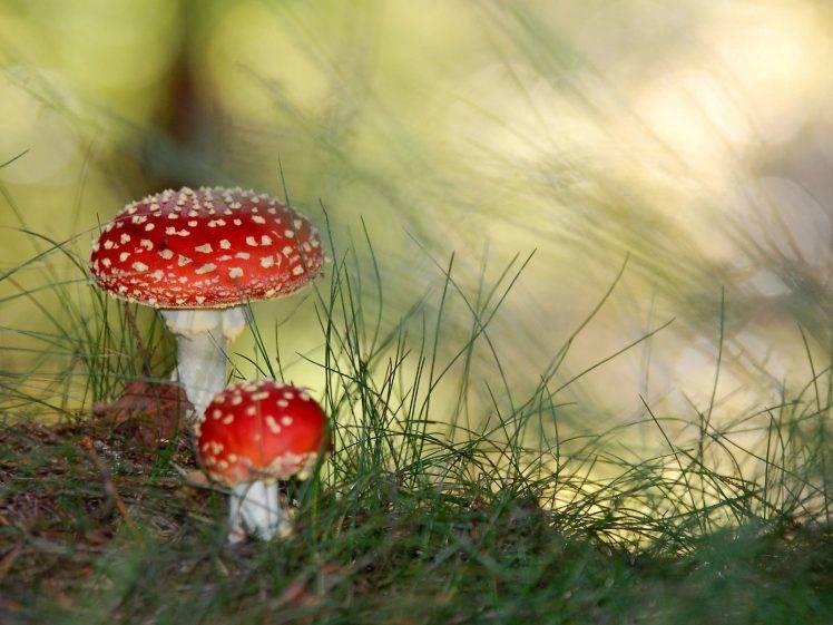 nature, Mushroom HD Wallpaper Desktop Background