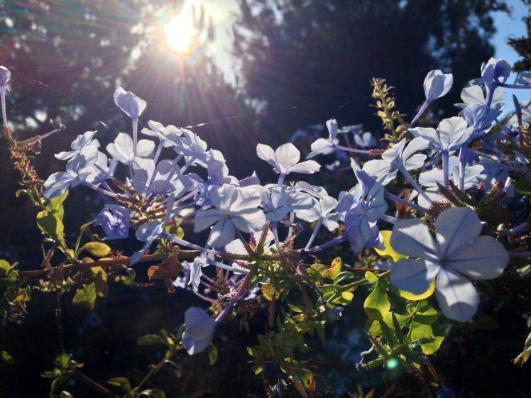 flowers, Nature, Plants, Sunlight, Lens Flare HD Wallpaper Desktop Background