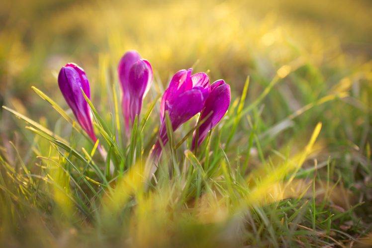 plants, Flowers, Crocuses, Nature, Grass, Sunlight, Purple Flowers HD Wallpaper Desktop Background