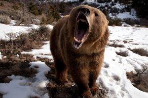 bears, Nature, Snow, Brown Bear