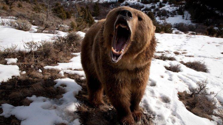 bears, Nature, Snow, Brown Bear HD Wallpaper Desktop Background