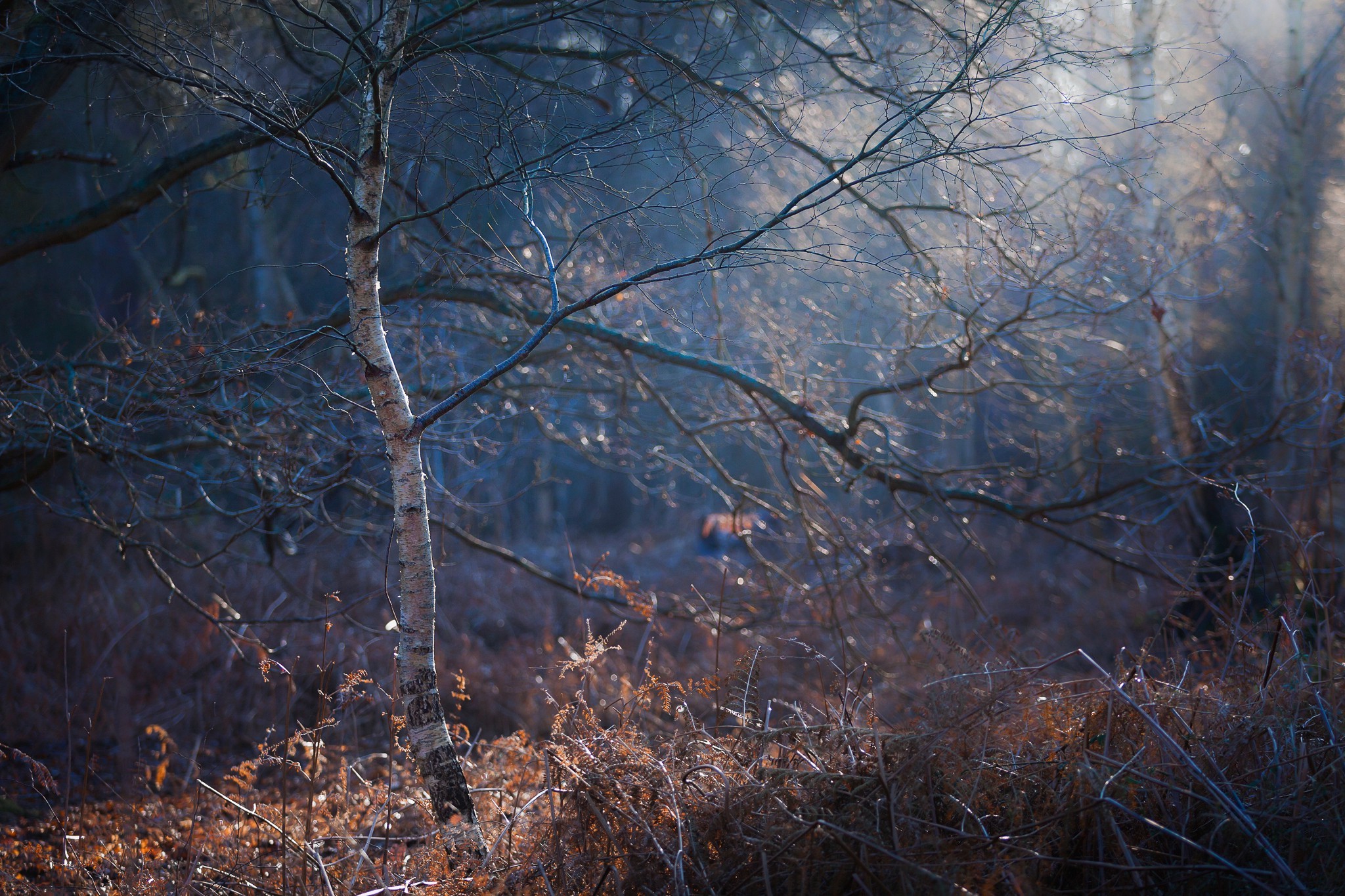 nature, Trees, Forest, Ferns, Depth Of Field Wallpaper