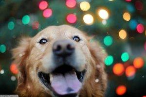 dog, Animals, Bokeh, Labrador Retriever, Lights, Colorful