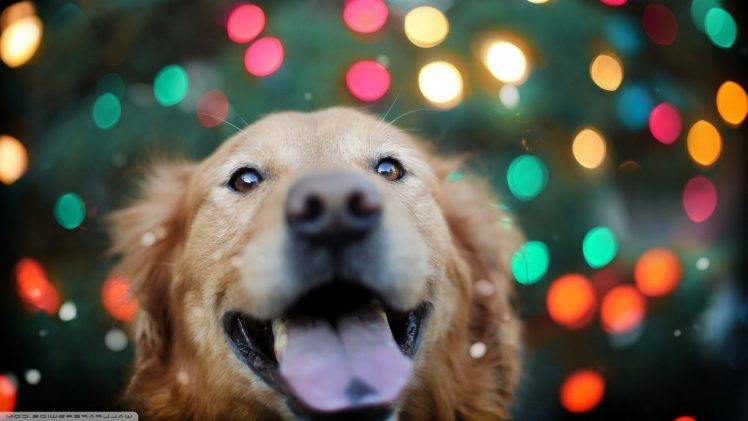 dog, Animals, Bokeh, Labrador Retriever, Lights, Colorful HD Wallpaper Desktop Background
