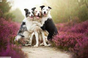 animals, Dog, Border Collie, Lavender