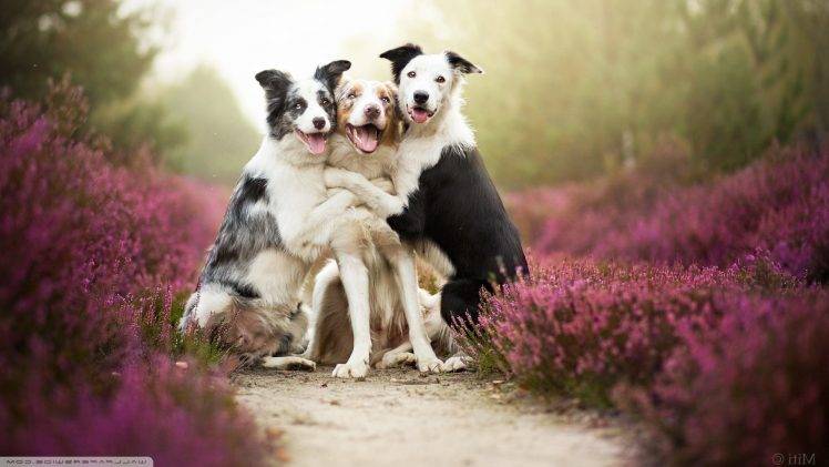 animals, Dog, Border Collie, Lavender HD Wallpaper Desktop Background