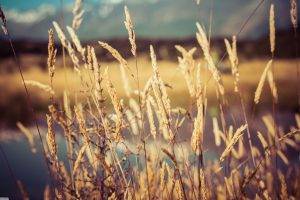 nature, Spikelets, Macro, Depth Of Field, Wheat, Plants