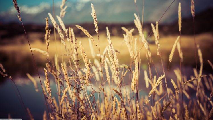 nature, Spikelets, Macro, Depth Of Field, Wheat, Plants HD Wallpaper Desktop Background
