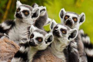 animals, Lemurs, Wildlife, Mammals