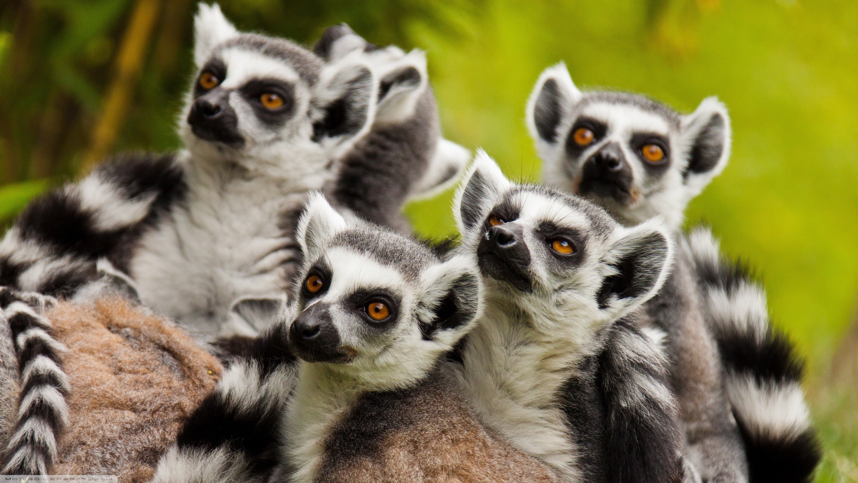 animals, Lemurs, Wildlife, Mammals Wallpaper