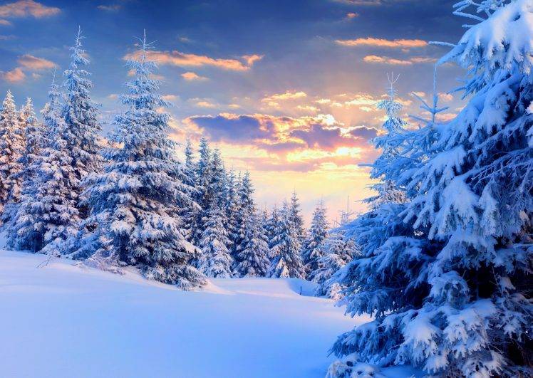 nature, Landscape, Snow, Winter, Forest, Trees, Sunset, Pine Trees HD Wallpaper Desktop Background