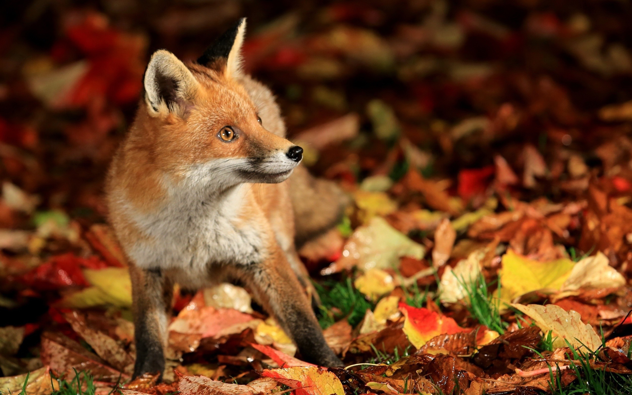 fox, Animals, Fall, Nature, Leaves Wallpaper