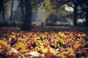 nature, Leaves, Fall, Sunlight, Depth Of Field, Park