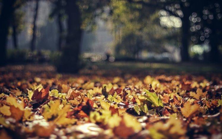 nature, Leaves, Fall, Sunlight, Depth Of Field, Park HD Wallpaper Desktop Background