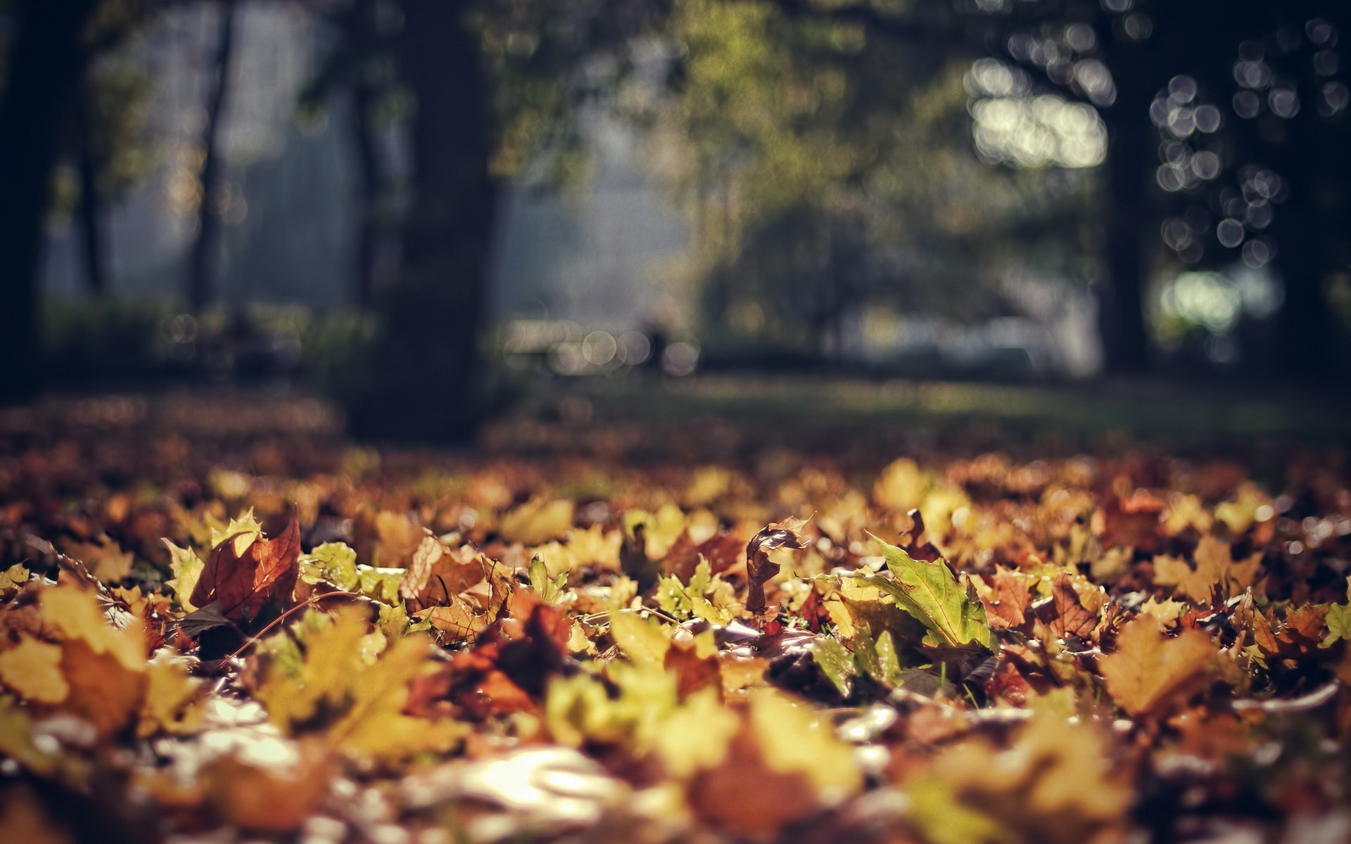 nature, Leaves, Fall, Sunlight, Depth Of Field, Park Wallpaper