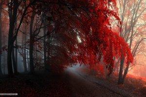 forest, Nature, Red