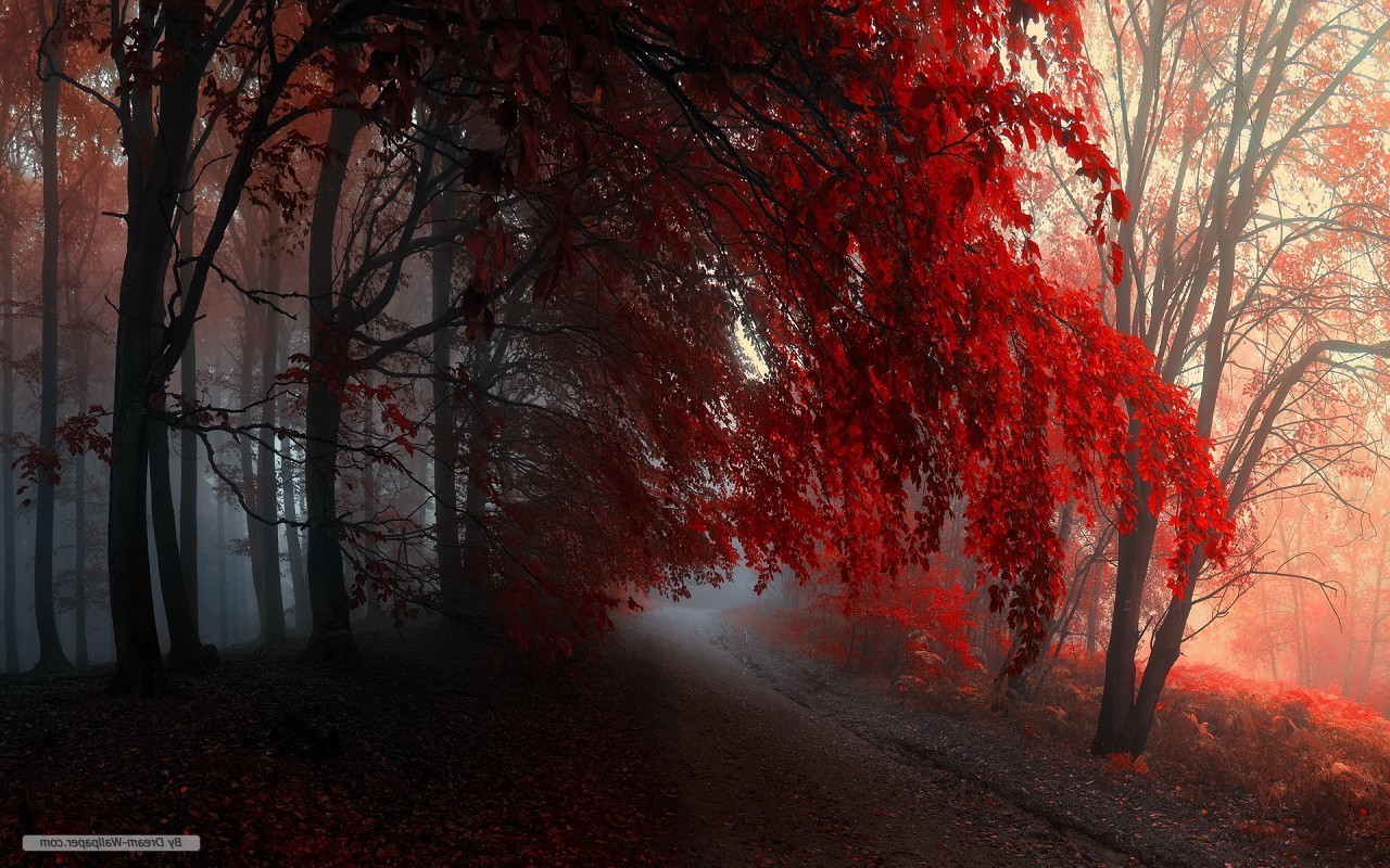 forest, Nature, Red Wallpaper