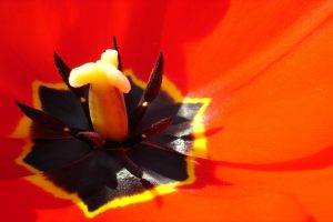 tulips, Flowers, Macro, Closeup, Red Flowers