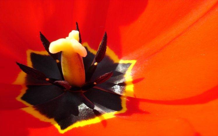 tulips, Flowers, Macro, Closeup, Red Flowers HD Wallpaper Desktop Background