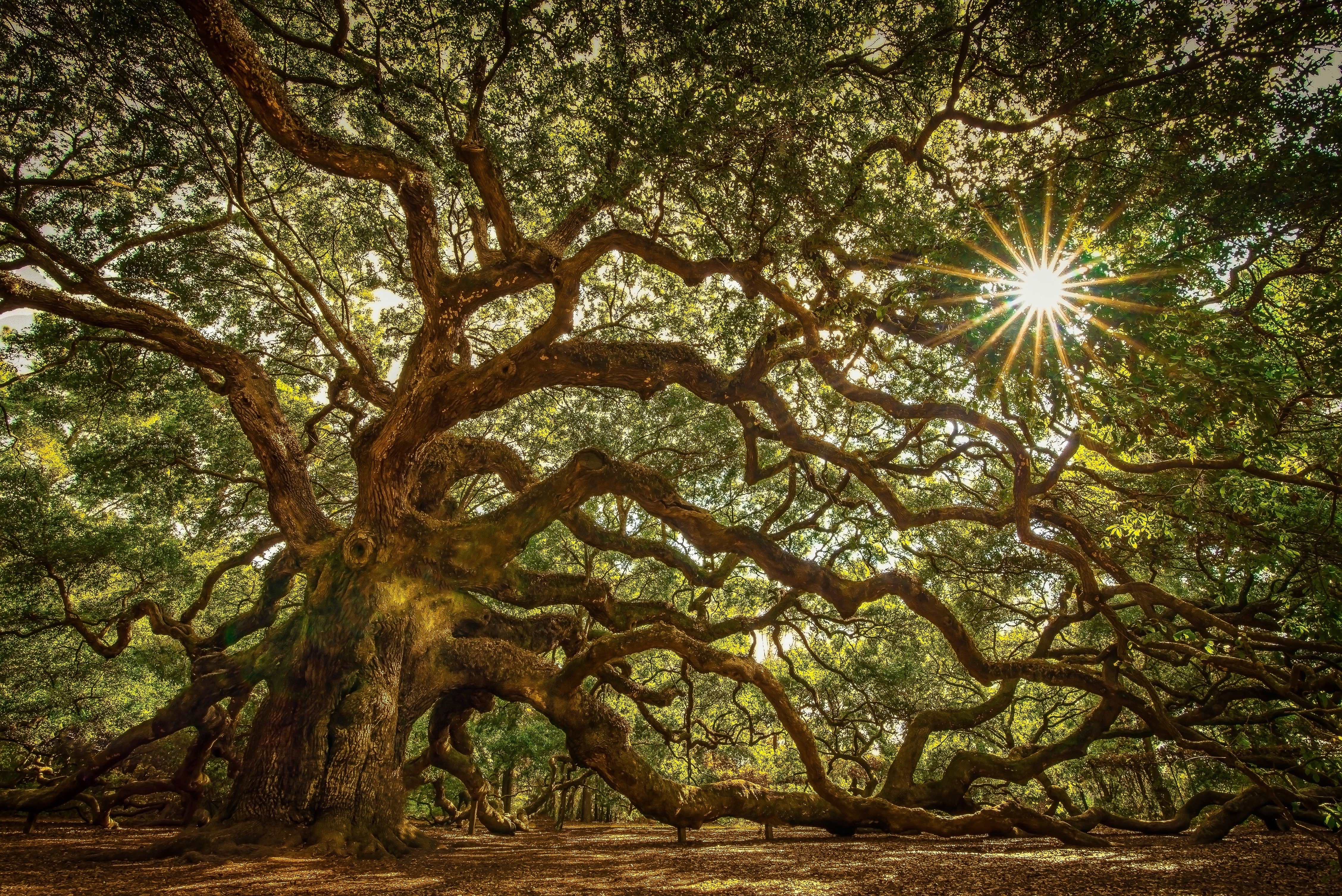trees, Nature Wallpaper
