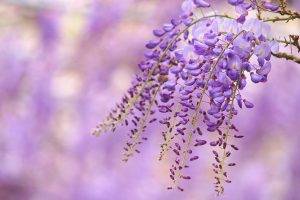 flowers, Purple Flowers, Depth Of Field, Nature