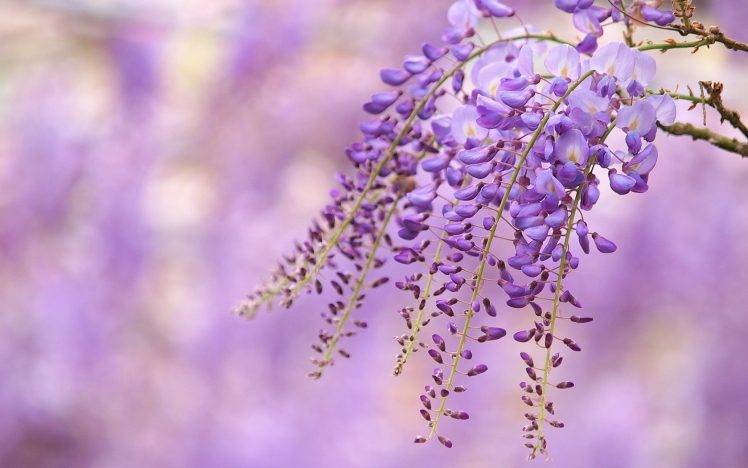 flowers, Purple Flowers, Depth Of Field, Nature HD Wallpaper Desktop Background