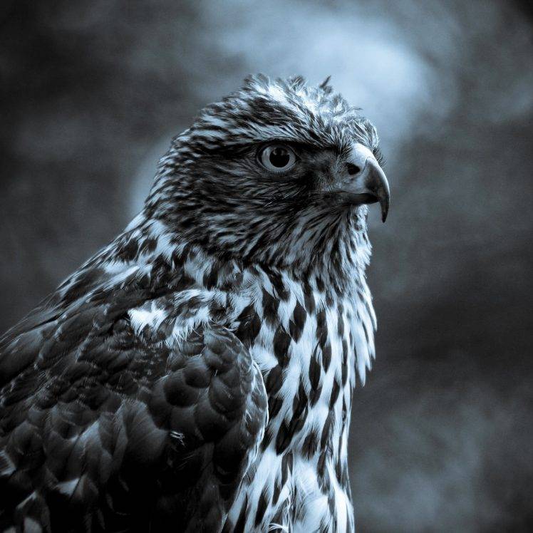 nature, Animals, Hawks, Birds HD Wallpaper Desktop Background