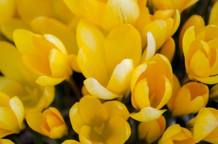 macro, Photography, Flowers, Yellow Flowers, Plants, Crocuses HD Wallpaper Desktop Background