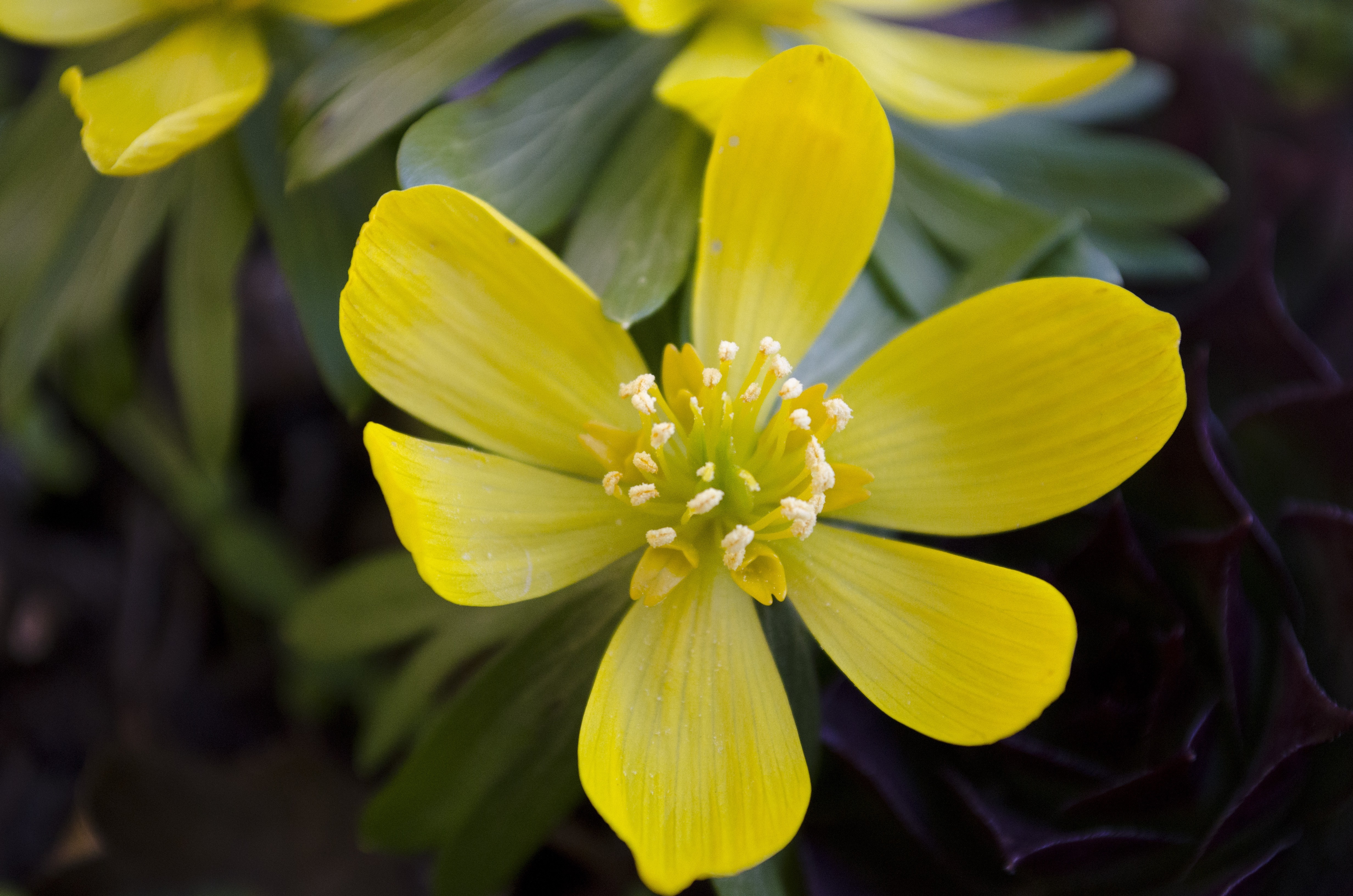 macro, Photography, Flowers, Yellow Flowers, Plants Wallpaper