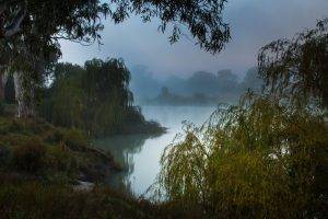 nature, Landscape, Trees, Lake, Australia, Morning, Mist, Forest