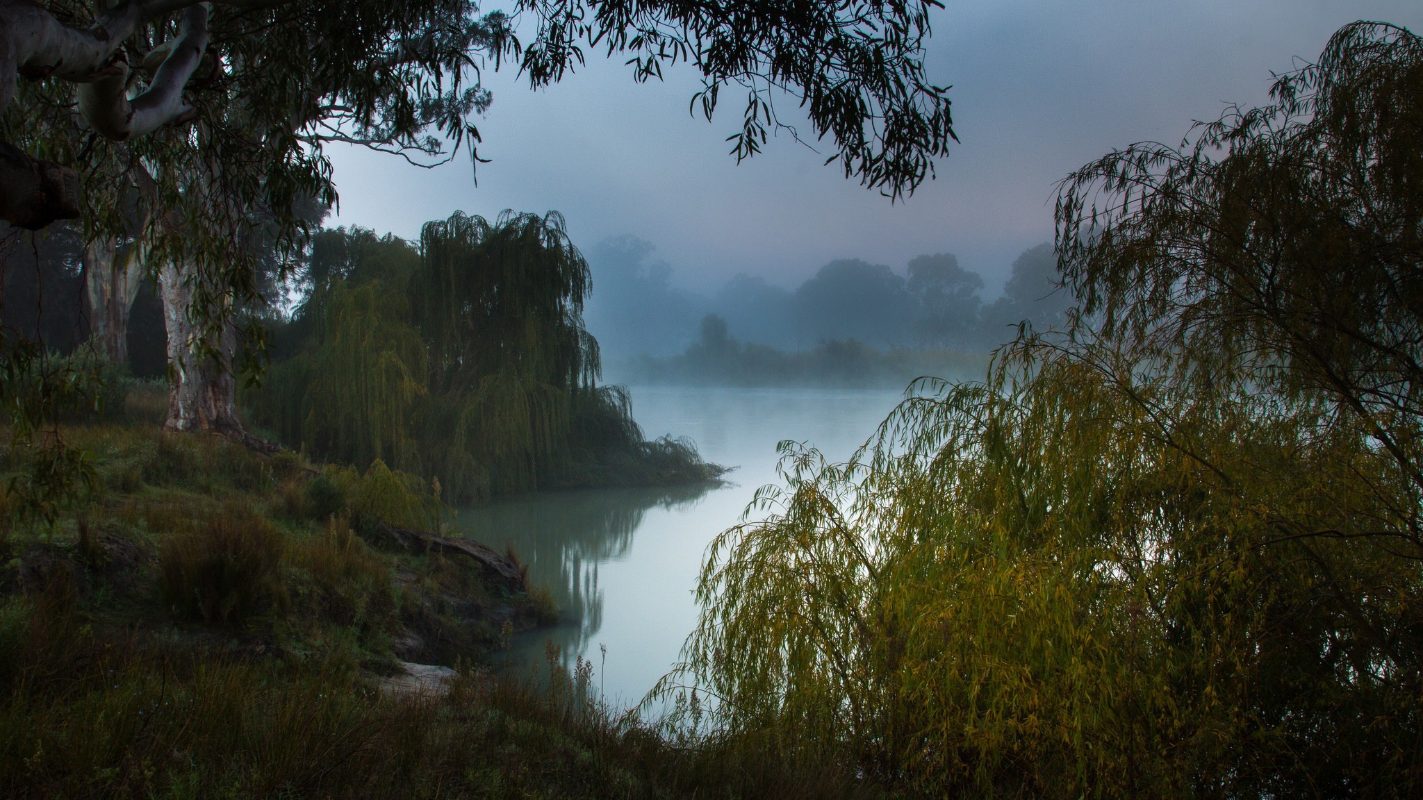 nature, Landscape, Trees, Lake, Australia, Morning, Mist, Forest Wallpaper