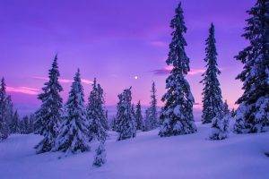 nature, Landscape, Forest, Snow, Winter
