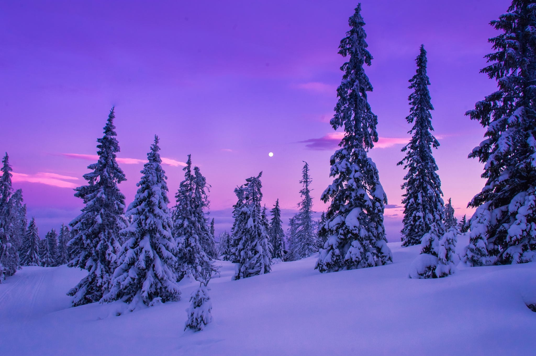 nature, Landscape, Forest, Snow, Winter Wallpaper