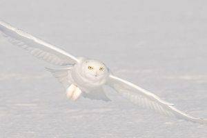 nature, Animals, Birds, Owl, Winter, Snow, White, Flying, Camouflage, Yellow Eyes, Wings
