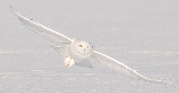 nature, Animals, Birds, Owl, Winter, Snow, White, Flying, Camouflage, Yellow Eyes, Wings HD Wallpaper Desktop Background