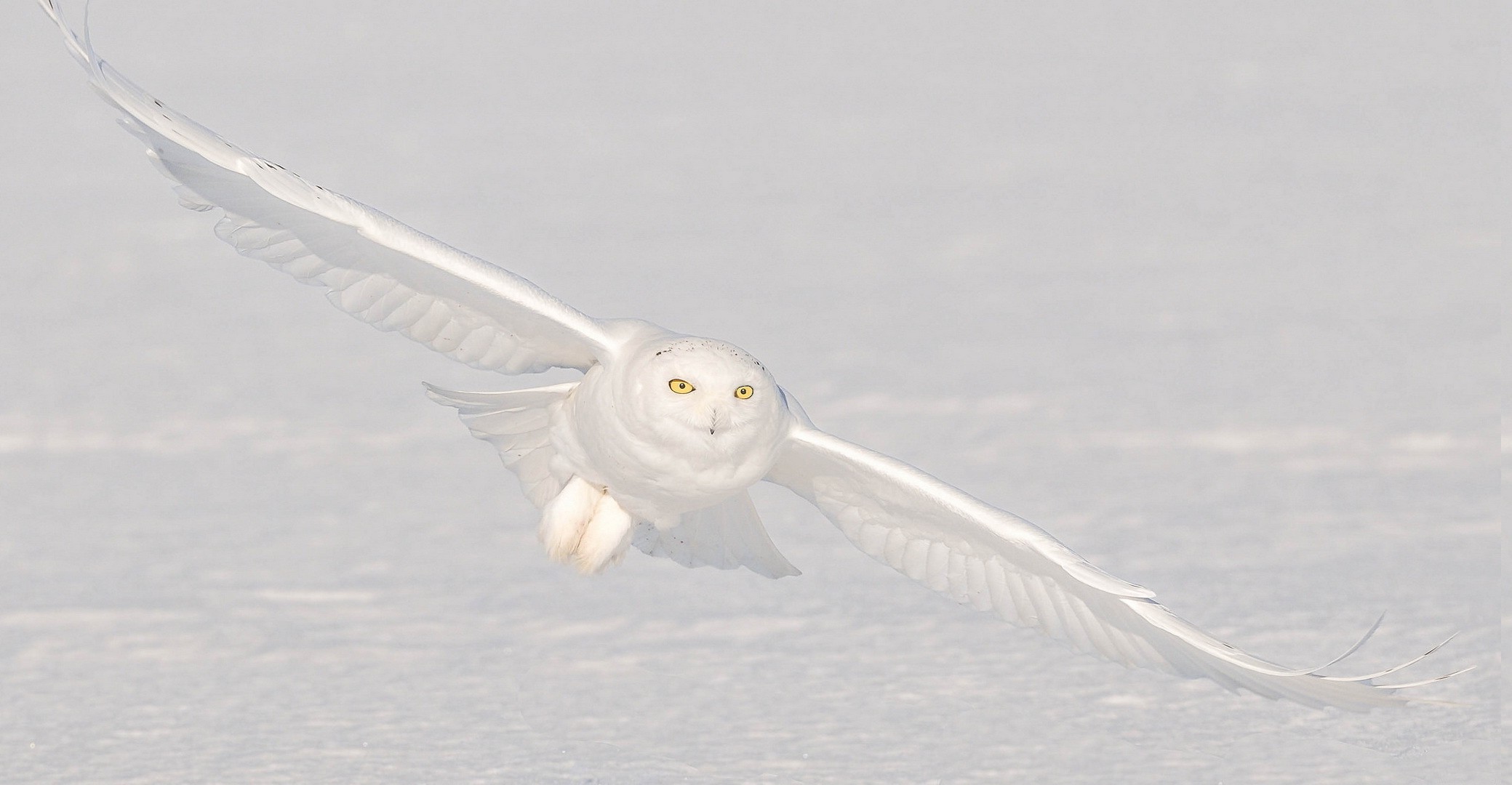 nature, Animals, Birds, Owl, Winter, Snow, White, Flying, Camouflage, Yellow Eyes, Wings Wallpaper
