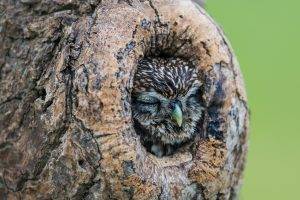 nature, Animals, Birds, Owl, Trees, Wood, Sleeping, Depth Of Field, Nests
