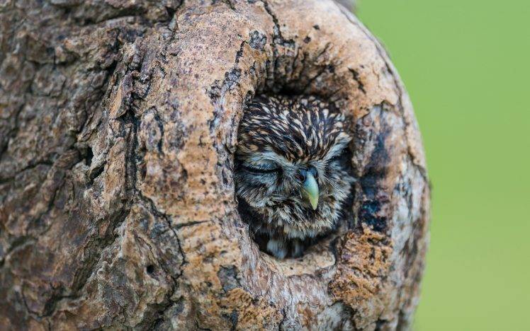 nature, Animals, Birds, Owl, Trees, Wood, Sleeping, Depth Of Field, Nests HD Wallpaper Desktop Background