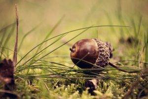 acorns, Nuts, Grass, Nature
