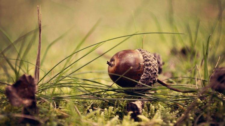 acorns, Nuts, Grass, Nature HD Wallpaper Desktop Background