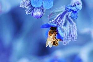 nature, Macro, Depth Of Field, Bees, Insect, Flowers, Blue, Blossoms, Wings
