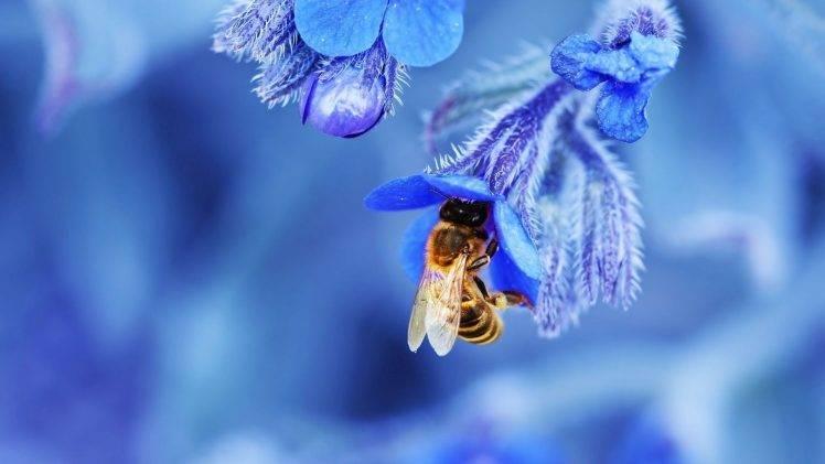 nature, Macro, Depth Of Field, Bees, Insect, Flowers, Blue, Blossoms, Wings HD Wallpaper Desktop Background
